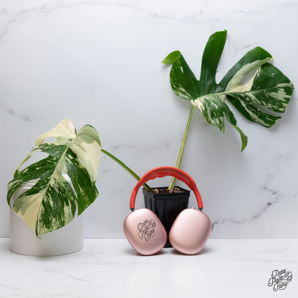 Monstera Deliciosa Albo Variegated (Small Form/Borsigiana) (wk36-E)