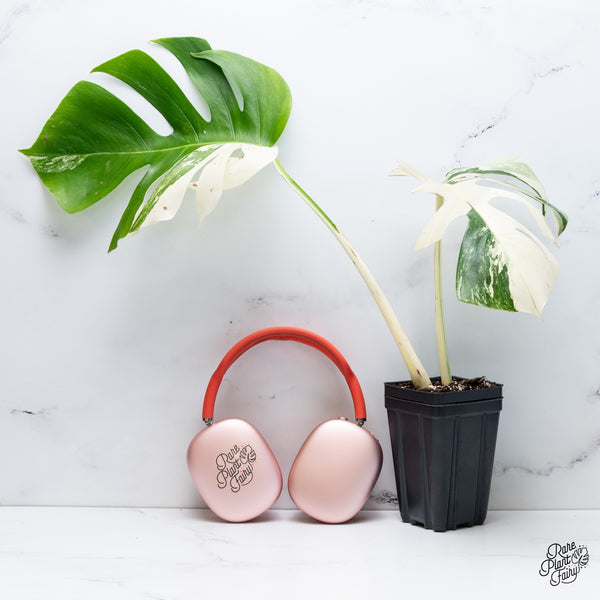 Monstera Deliciosa Albo Variegated (Small Form/Borsigiana) (wk37-C)