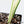 Monstera Deliciosa Albo Variegated (Small Form/Borsigiana) (wk37-C)