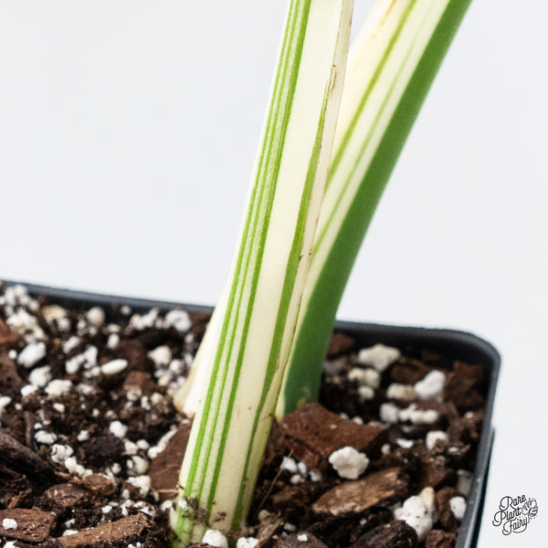 Monstera Deliciosa Albo Variegated (Small Form/Borsigiana) (wk37-C)