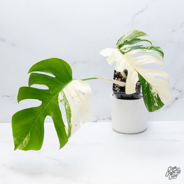 Monstera Deliciosa Albo Variegated (Small Form/Borsigiana) (wk37-C)