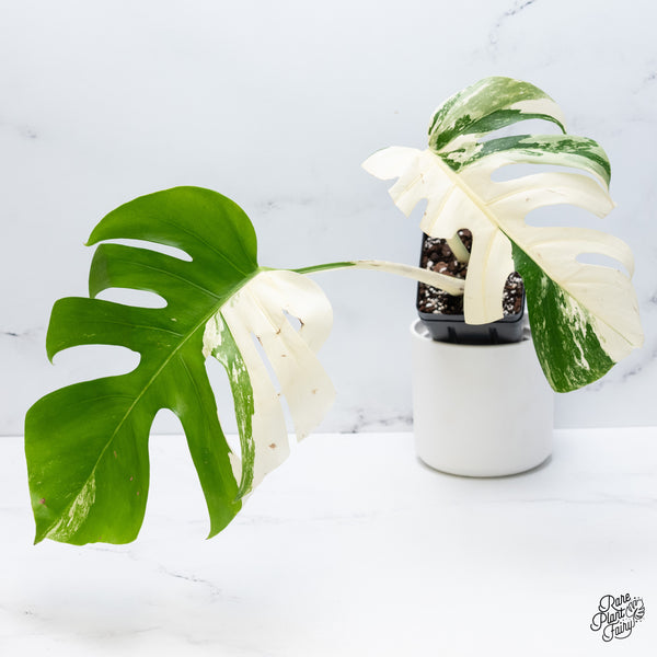 Monstera Deliciosa Albo Variegated (Small Form/Borsigiana) (wk37-C)