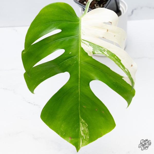 Monstera Deliciosa Albo Variegated (Small Form/Borsigiana) (wk37-C)