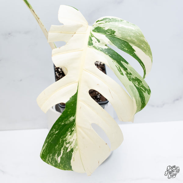 Monstera Deliciosa Albo Variegated (Small Form/Borsigiana) (wk37-C)