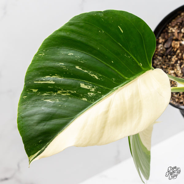 Monstera Deliciosa Albo Variegated (Brazilian Form) (wk1-UJ)