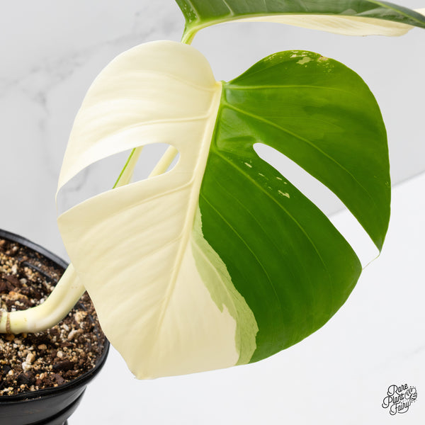 Monstera Deliciosa Albo Variegated (Brazilian Form) (wk1-UJ)