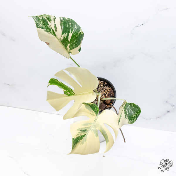 Monstera Deliciosa Albo Variegated (Large Form) (wk36-N)