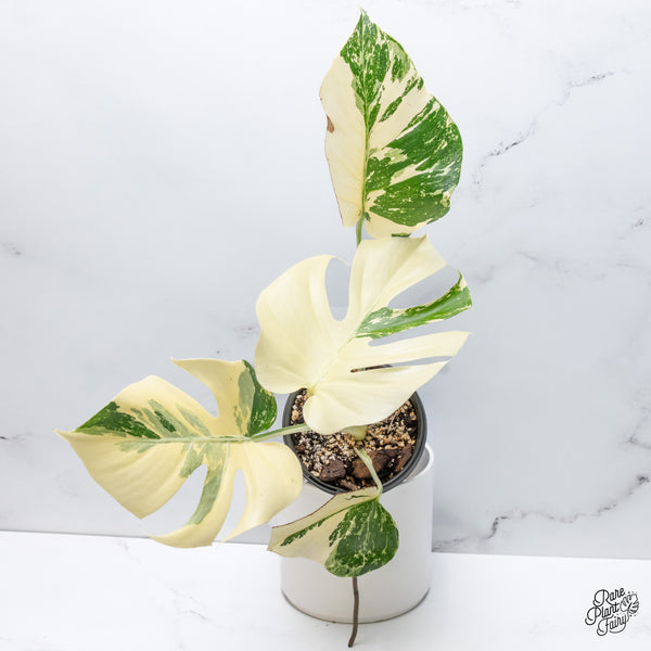 Monstera Deliciosa Albo Variegated (Large Form) (wk36-N)
