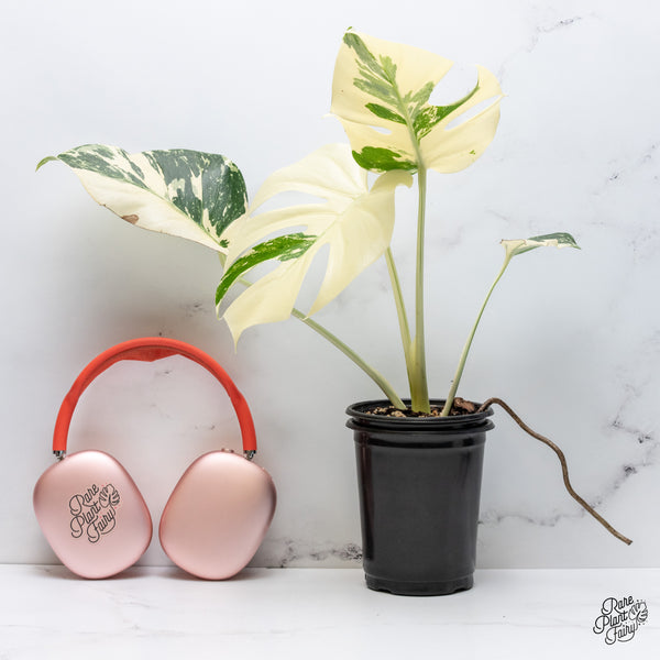 Monstera Deliciosa Albo Variegated (Large Form) (wk36-N)
