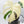 Monstera Deliciosa Albo Variegated (Large Form) (wk36-N)