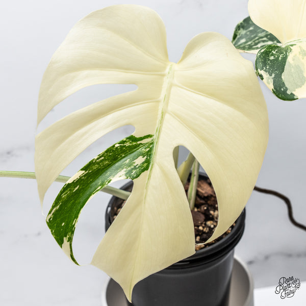 Monstera Deliciosa Albo Variegated (Large Form) (wk36-N)