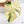 Monstera Deliciosa Albo Variegated (Large Form) (wk36-N)