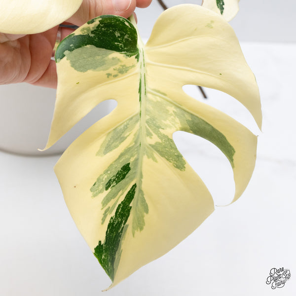 Monstera Deliciosa Albo Variegated (Large Form) (wk36-N)
