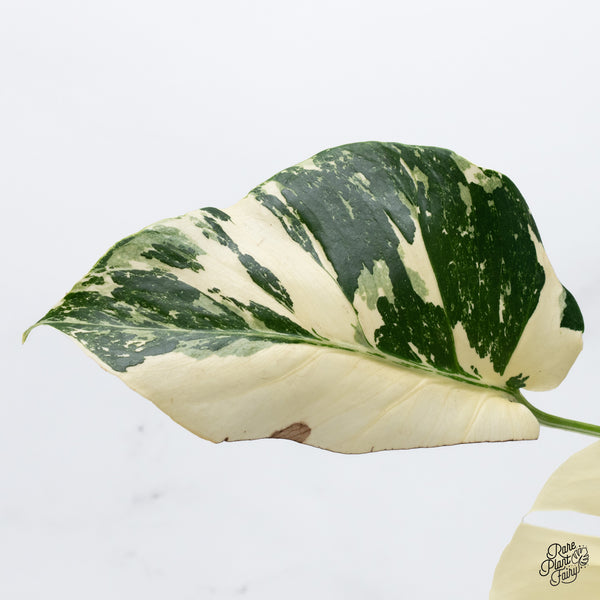 Monstera Deliciosa Albo Variegated (Large Form) (wk36-N)