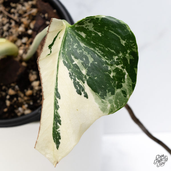Monstera Deliciosa Albo Variegated (Large Form) (wk36-N)
