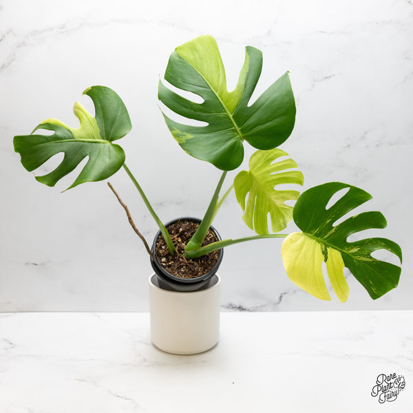 Monstera Deliciosa Albo Variegated (Large Form) (wk48-UF)