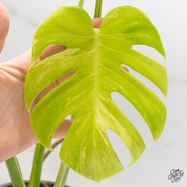 Monstera Deliciosa Albo Variegated (Large Form) (wk48-UF)