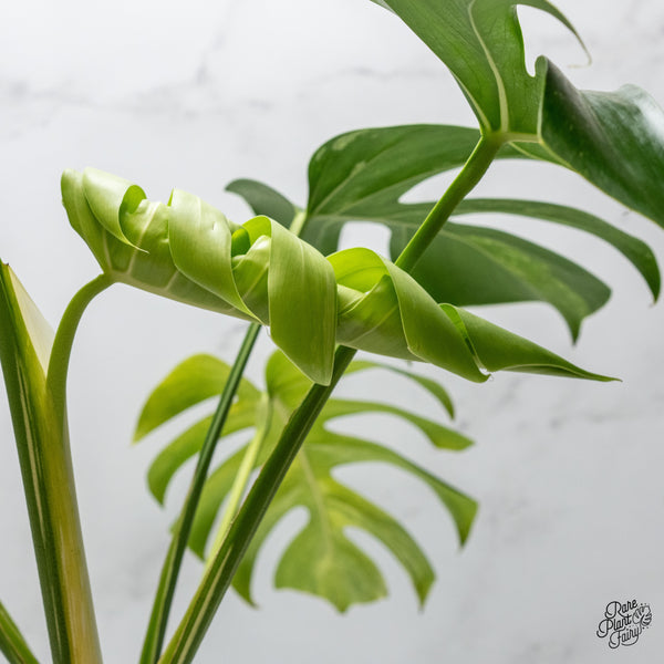 Monstera Deliciosa Albo Variegated (Large Form) (wk49-UR)