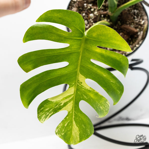 Monstera Deliciosa Albo Variegated (Large Form) (wk49-UR)