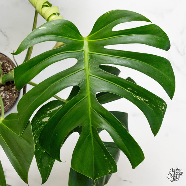 Monstera Deliciosa Albo Variegated (Large Form) (wk49-UR)