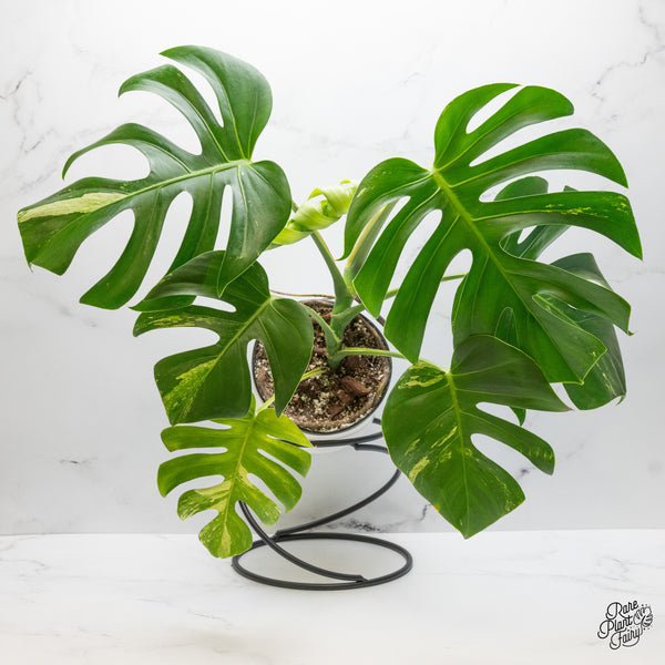 Monstera Deliciosa Albo Variegated (Large Form) (wk49-UR)