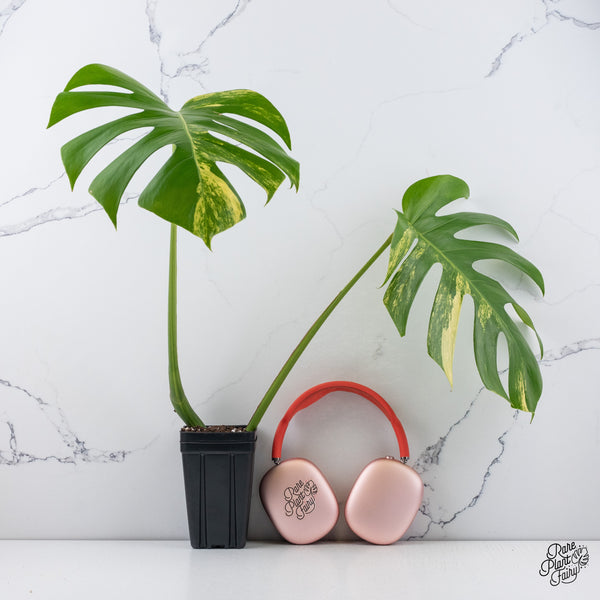 Monstera Deliciosa Aurea Variegated (Small Form/Borsigiana) (wk37-B)