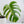 Monstera Deliciosa Aurea Variegated (Small Form/Borsigiana) (wk37-B)