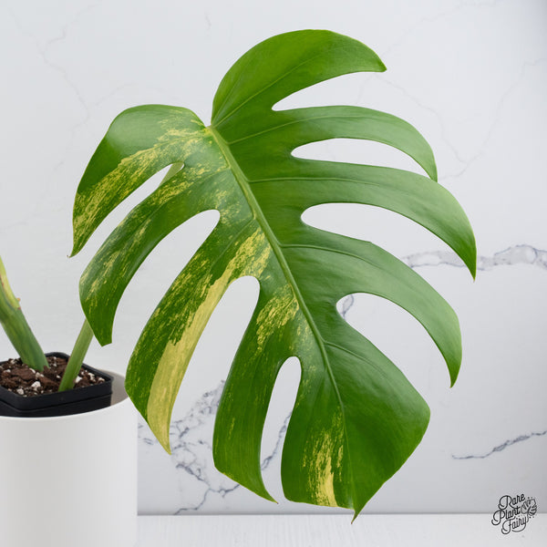 Monstera Deliciosa Aurea Variegated (Small Form/Borsigiana) (wk37-B)