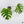 Monstera Deliciosa Aurea Variegated (Small Form/Borsigiana) (wk37-B)