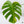 Monstera Deliciosa Aurea Variegated (Small Form/Borsigiana) (wk37-B)