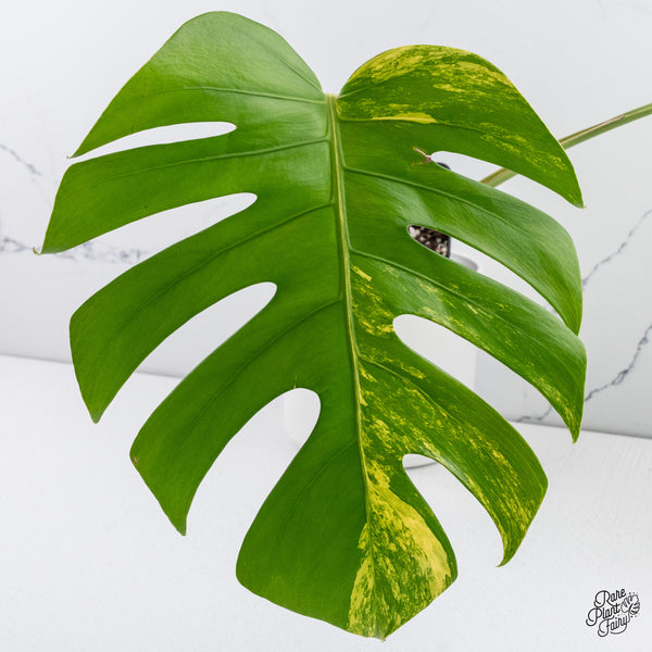 Monstera Deliciosa Aurea Variegated (Small Form/Borsigiana) (wk37-B)