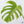 Monstera Deliciosa Aurea Variegated (Small Form/Borsigiana) (wk37-B)