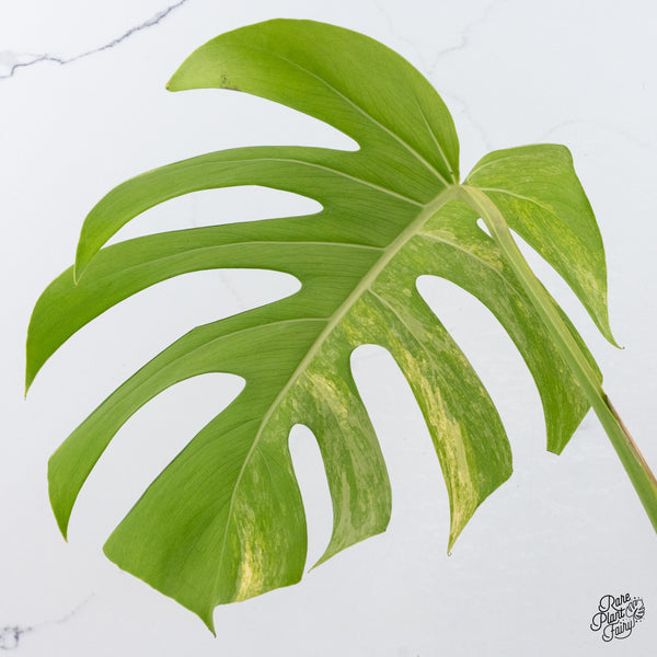 Monstera Deliciosa Aurea Variegated (Small Form/Borsigiana) (wk37-B)