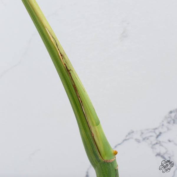 Monstera Deliciosa Aurea Variegated (Small Form/Borsigiana) (wk37-B)