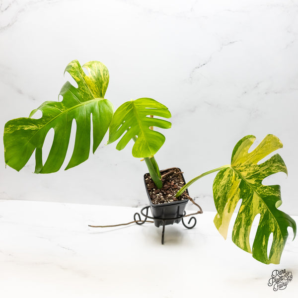 Monstera Deliciosa Aurea Variegated (Small Form/Borsigiana) (wk50-C)