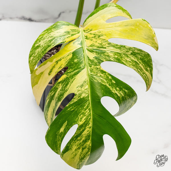 Monstera Deliciosa Aurea Variegated (Small Form/Borsigiana) (wk50-C)