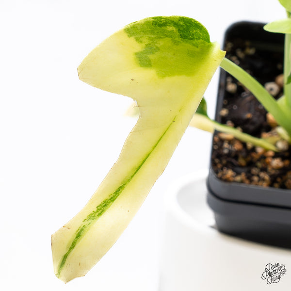 Monstera Deliciosa Aurea Variegated (Large Form) (wk36-A)