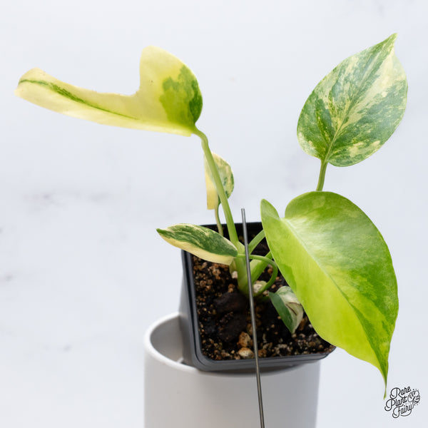 Monstera Deliciosa Aurea Variegated (Large Form) (wk36-A)