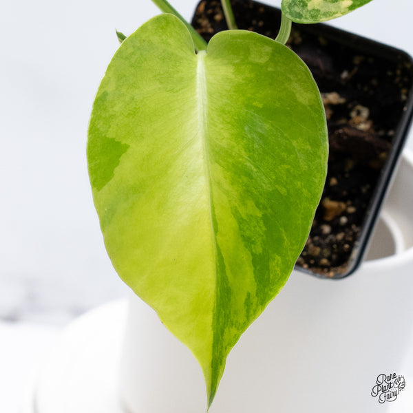 Monstera Deliciosa Aurea Variegated (Large Form) (wk36-A)
