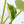 Monstera Deliciosa Aurea Variegated (Large Form) (wk36-A)
