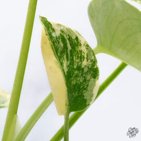 Monstera Deliciosa Aurea Variegated (Large Form) (wk36-A)