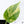 Monstera Deliciosa Aurea Variegated (Large Form) (wk36-A)