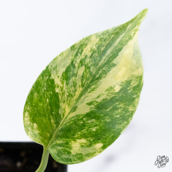 Monstera Deliciosa Aurea Variegated (Large Form) (wk36-A)
