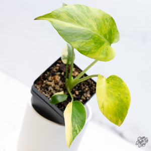 Monstera Deliciosa Aurea Variegated (Large Form) (wk36-B)