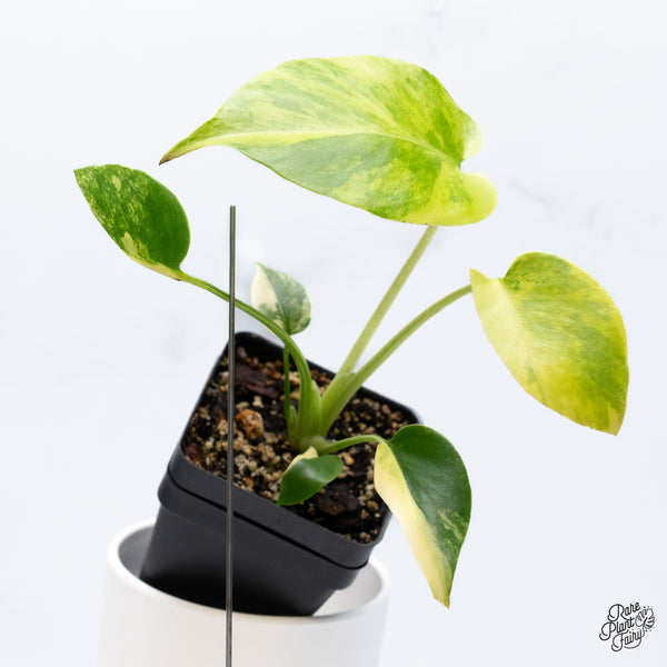 Monstera Deliciosa Aurea Variegated (Large Form) (wk36-B)