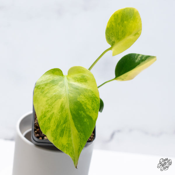Monstera Deliciosa Aurea Variegated (Large Form) (wk36-B)