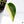 Monstera Deliciosa Aurea Variegated (Large Form) (wk36-B)