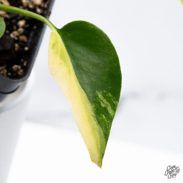 Monstera Deliciosa Aurea Variegated (Large Form) (wk36-B)