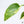 Monstera Deliciosa Aurea Variegated (Large Form) (wk36-B)