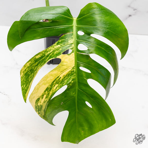 Monstera deliciosa aurea variegated (small form/borsigiana) (wk45-B)